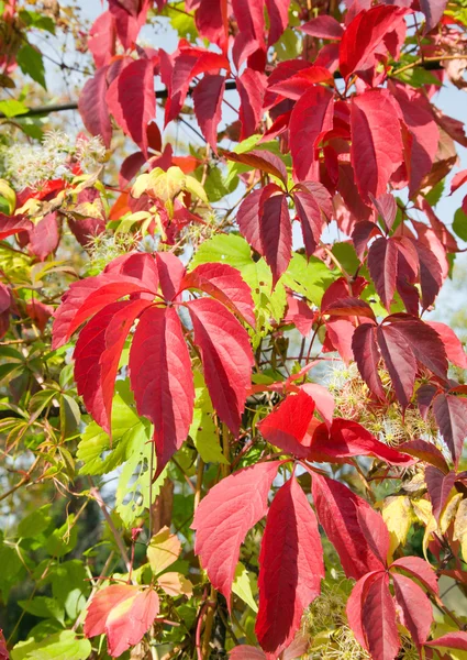 Fogliame rosso autunno — Foto Stock
