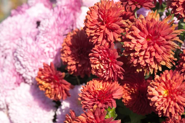 Beautiful Variegated Chrysanthemum Flower Autumn Vivid Background — Stock Photo, Image