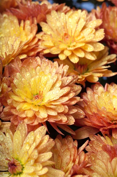 露を帯びたオレンジ色の美しい菊の花秋鮮やかな背景 — ストック写真