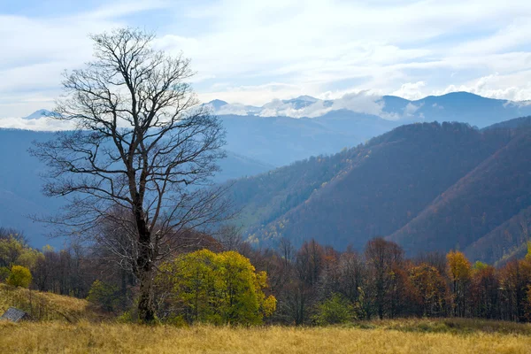 Kahler Baum im Herbstberg — Stockfoto