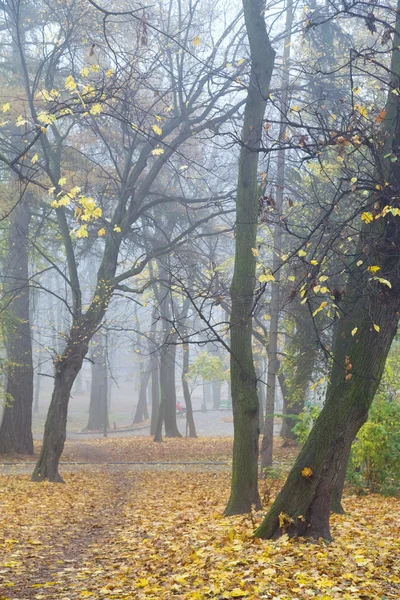 Осенние Листья Остатки Пешеходная Дорожка Падающие Листья Туманно Городском Парке — стоковое фото