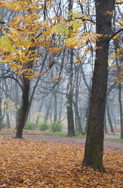 Осенние Остатки Листвы Пешеходная Дорожка Падающие Листья Городском Парке — стоковое фото