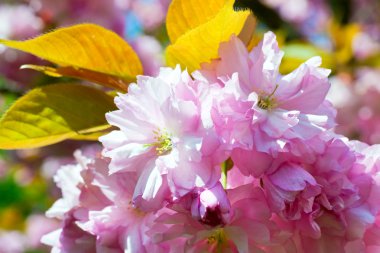 Macro pink japanese cherry twig blossom clipart