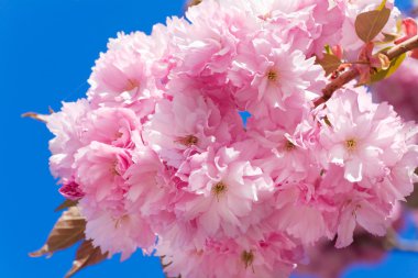 Macro pink japanese cherry twig blossom on blue sky background clipart