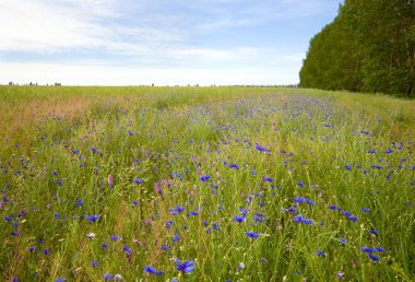 Beautiful summer field. clipart