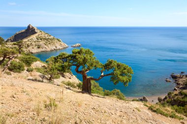 Juniper tree on rock and sea with 