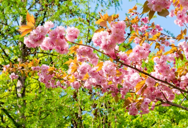 Rosa flor de cereja japonesa — Fotografia de Stock