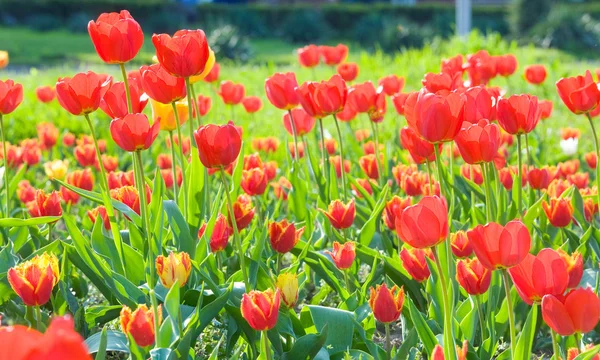 Flores de tulipa vermelha — Fotografia de Stock