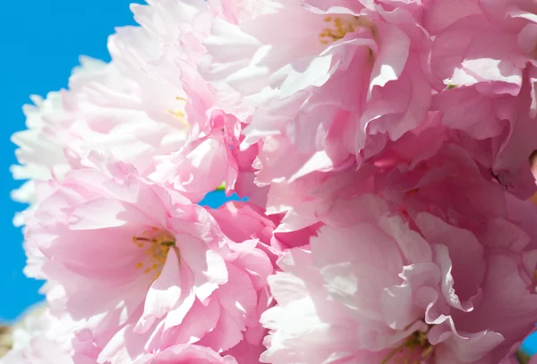 Rózsaszín japán cherry blossom — Stock Fotó