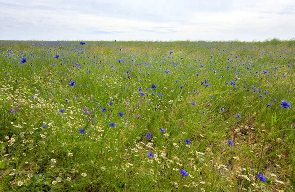 Schöne Sommerwiese Mit Weißem Gänseblümchen Und Blauen Rankenblumen — Stockfoto