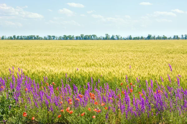 Yaz Buğday Alan Güzel Kırmızı Haşhaş Mor Çiçekli — Stok fotoğraf