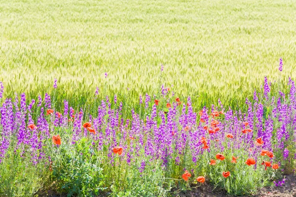Beautiful summer field. — Stock Photo, Image