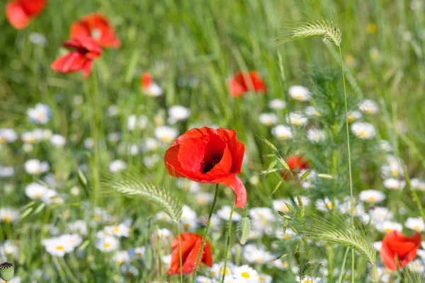 Summer Field Beautiful Red Poppy White Camomile Green Corn Plant — Stock Photo, Image