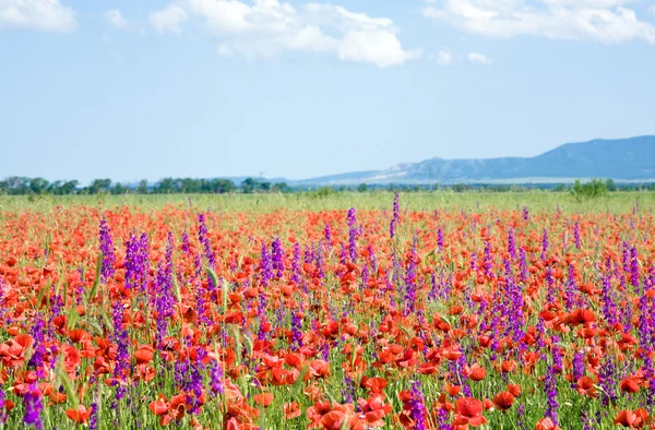 夏田与美丽的红罂粟和紫色花朵 — 图库照片