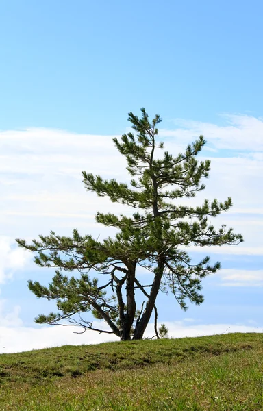 Yalnız Çam Ağacı Gökyüzü Arka Plan Üzerinde — Stok fotoğraf