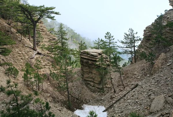 Cloudy Petri Mountain View Pine Trees Slope Crimea Ukraine — Stock Photo, Image
