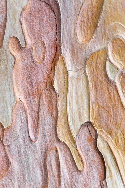 Coarse Blotched Bark Old Crimean Pine Tree Stankevycha Pine Detailed — Stock Photo, Image