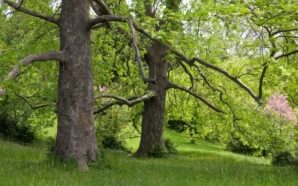 Duże płaszczyzny drzewa — Zdjęcie stockowe