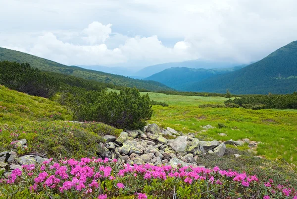 在夏天山腰 乌克兰 喀尔巴阡山脉上粉红色杜鹃花 — 图库照片