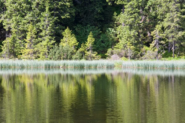 Nyári hegyi erdő-tó — Stock Fotó