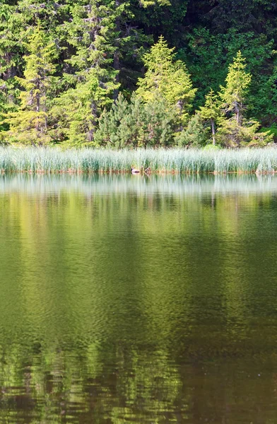 Verano montaña bosque lago —  Fotos de Stock