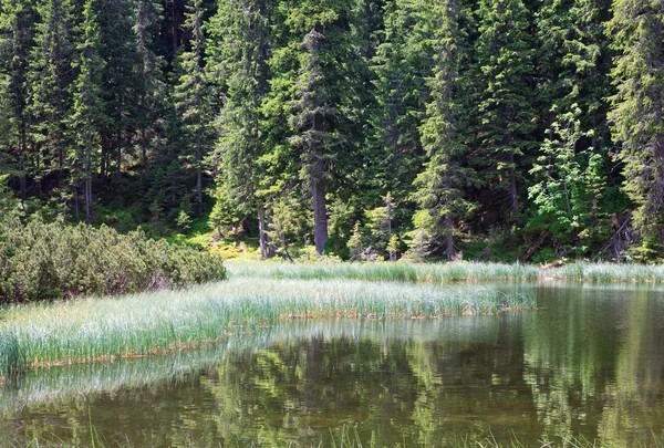 여름 산 숲의 호수 — 스톡 사진