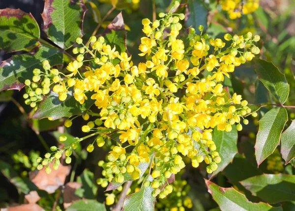Spring bush with yellow flowers — Stock Photo, Image