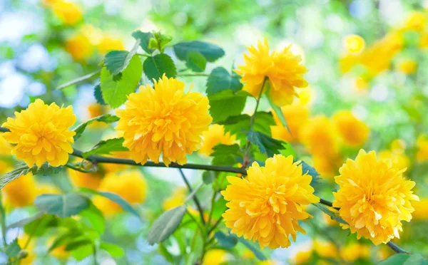 黄色の花が春ブッシュ — ストック写真