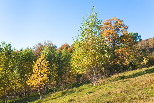 Sunny autumn mountain forest on mountainside(Carpathian, Ukraine)