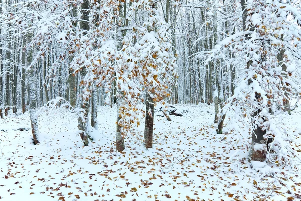 첫 겨울 눈, 지난가 숲에서 잎 — 스톡 사진