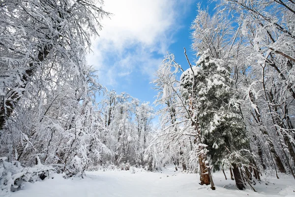 눈 겨울 earthroad — 스톡 사진