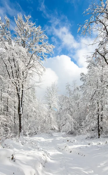 Garganta de invierno con nieve — Foto de Stock