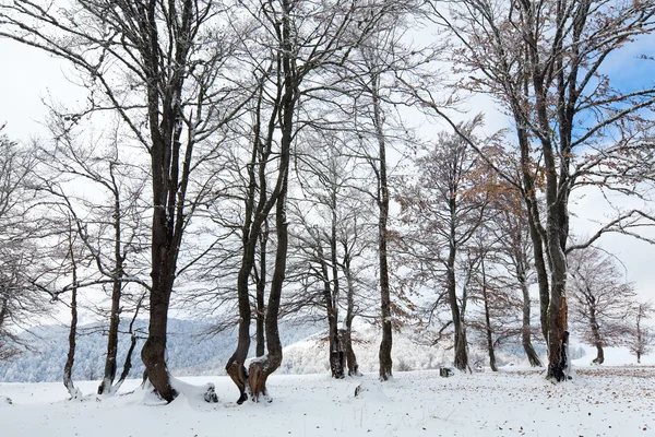 Första vintern snö och förra hösten leafs i skogen — Stockfoto