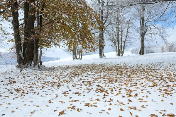 İlk kış kar ve geçen sonbaharda yapraklar ormanda — Stok fotoğraf