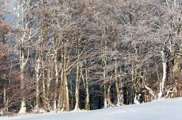 첫 번째 겨울 눈과 산 너도 밤나무 숲 — 스톡 사진
