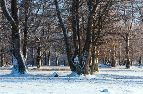 Première neige d'hiver et feuillets d'automne en forêt — Photo