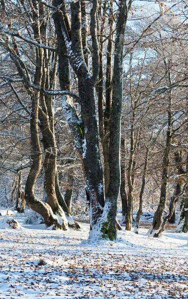 Primera nieve invernal y las últimas hojas otoñales en el bosque — Foto de Stock