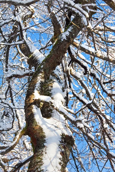 Ramitas de invierno y cielo azul — Foto de Stock