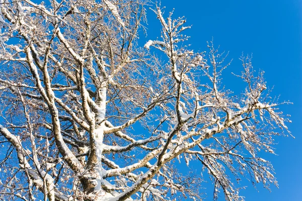 Winter twijgen en blauwe hemel — Stockfoto