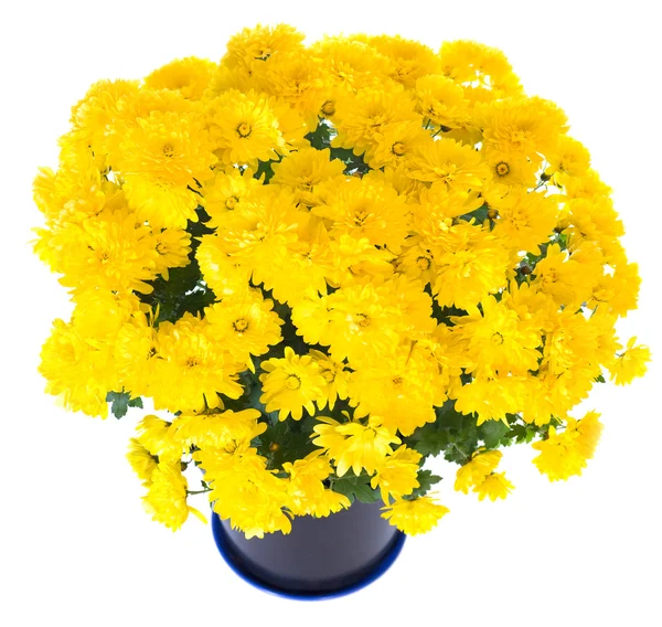 Gelbe Chrysantheme im Blumentopf — Stockfoto