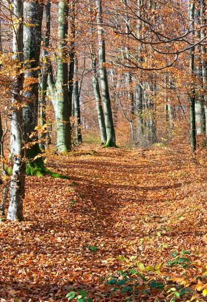 秋天的山区森林 — 图库照片