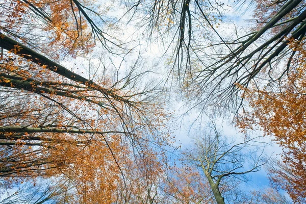 Höstens sky och trädtopparna — Stockfoto