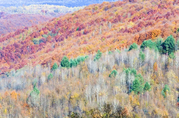 Sonbahar dağ orman — Stok fotoğraf