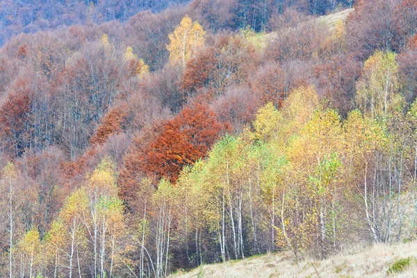 Forêt de montagne d'automne — Photo