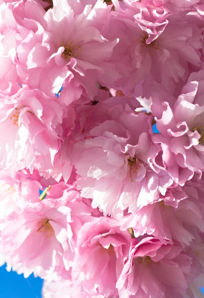 Stock image Pink japanese cherry blossom