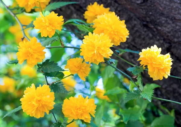 Arbusto de primavera com flores amarelas — Fotografia de Stock