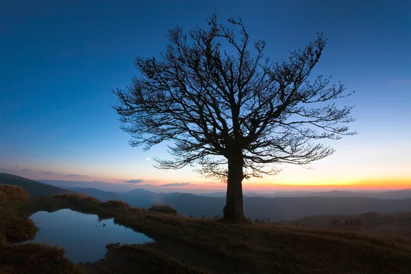 Árvore solitária de outono na montanha noturna — Fotografia de Stock