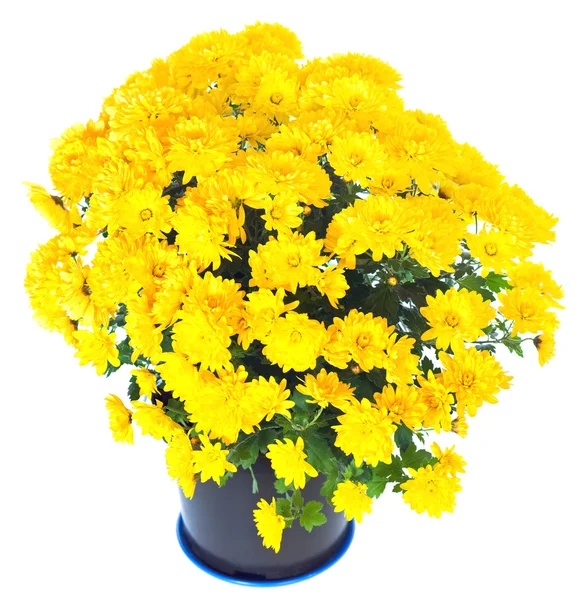 黄色菊花在孤立的花盆 — 图库照片