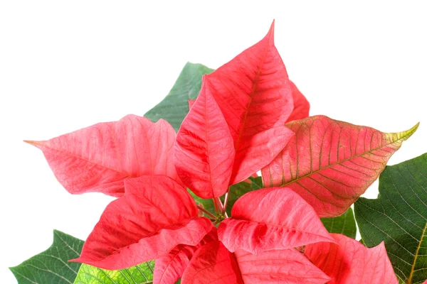 白で隔離される美しい赤いポインセチア植物 — ストック写真