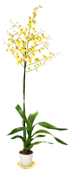 Żółte kwiaty orchidei roślin na białym tle — Zdjęcie stockowe